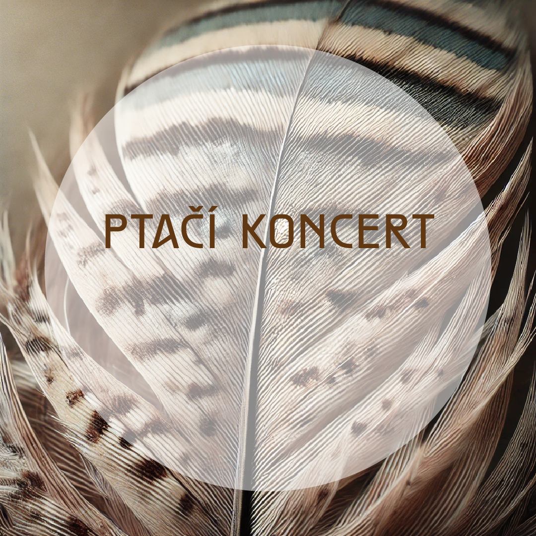 Ptačí koncert